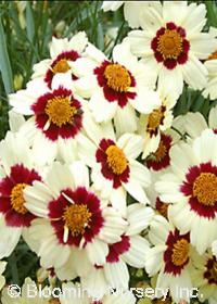 Coreopsis 'Snowberry'